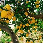 Ktima Tzaneti Lacónia