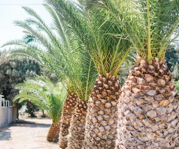 בית נופש Ktima Tzaneti לקניה