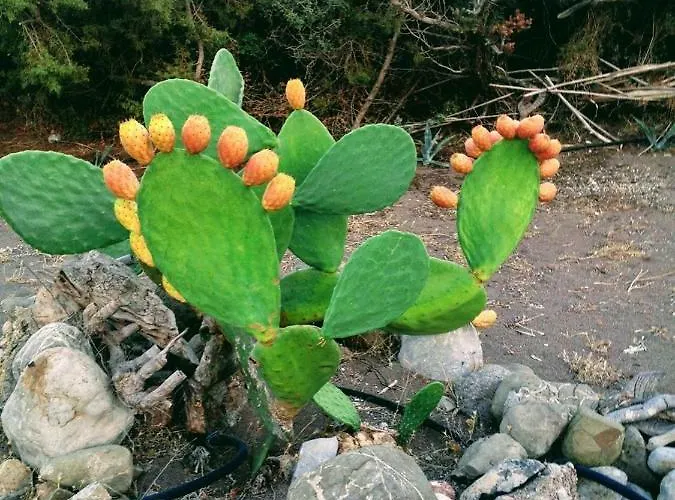 Ktima Tzaneti *