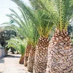 Дом отдыха Ktima Tzaneti Лакания