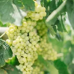 Ktima Tzaneti Лакания