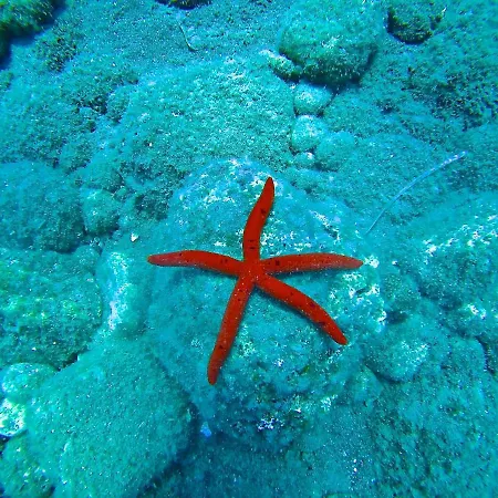 Ktima Tzaneti Lachania (Rhodes)