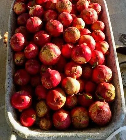 Дом отдыха Ktima Tzaneti Лакания