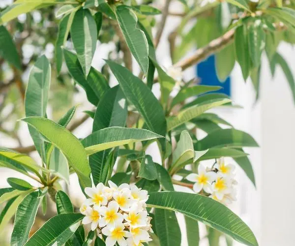 Ktima Tzaneti Lachania (Rhodes)