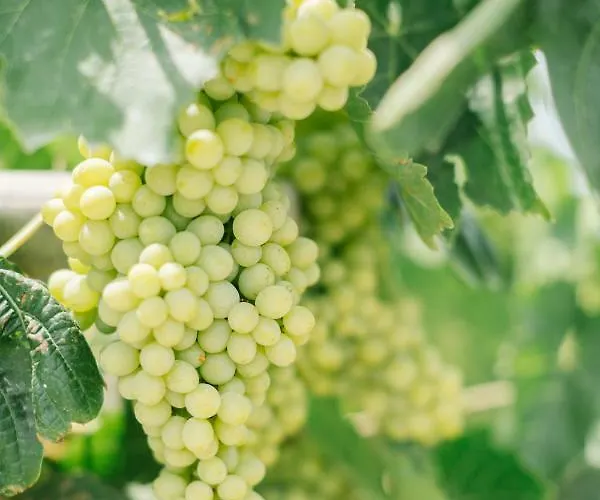 Ktima Tzaneti Lakhania