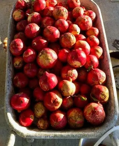 Holiday home Ktima Tzaneti Lachania (Rhodes)