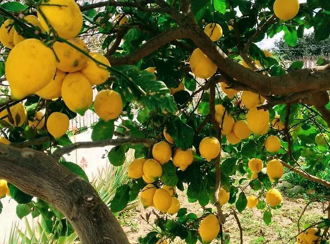 Ktima Tzaneti Lakhania