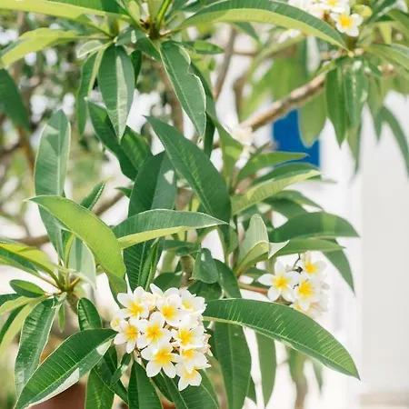 Ktima Tzaneti Lakhania