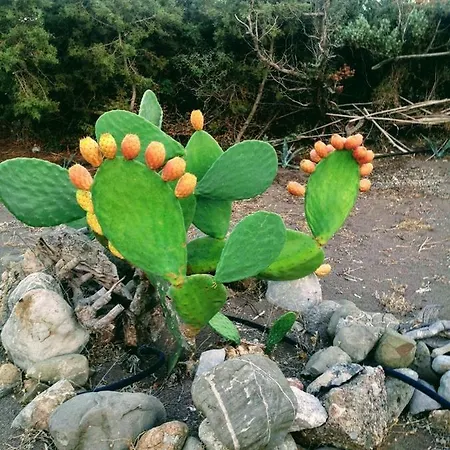 Ktima Tzaneti *